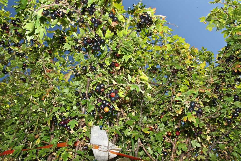 Sept. 8, 2011 photo IMG_9784.jpg